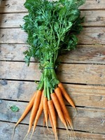 Bunch carrot
