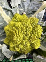 romanesque cauliflower