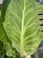hispi cabbage